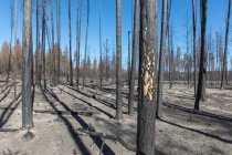 Conseguenze di un incendio boschivo, tronchi d'albero carbonizzati e ombre — Foto stock