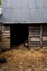 Sau schaut durch die Tür eines Schweinestalls auf einem Bauernhof. — Stockfoto