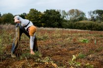Farmer standing in a field, harvesting parsnips. — Stock Photo