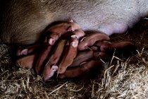 Sow and her piglets lying on straw in a pigsty. — Stock Photo