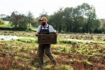 Agricoltore che cammina in un campo, portando cassa con pastinache appena raccolte. — Foto stock