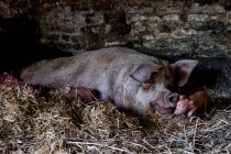 Porca e seus leitões deitados na palha em uma pocilga. — Fotografia de Stock
