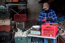 Bauer in einer Scheune beim Wiegen und Verpacken von Lauch und Wurzelgemüse. — Stockfoto