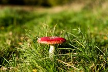 Close up of a toadstool growing in a field. — Stock Photo