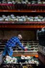Agricultor de pé em um celeiro, classificando produtos recém-colhidos em caixas de vegetais. — Fotografia de Stock