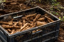 High angle close up of crate of freshly picked parsnips. — Stock Photo