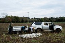 Trois ouvriers debout dans un champ, chargeant des gourdes blanches fraîchement cueillies sur un camion. — Photo de stock