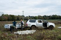 Três trabalhadores de pé em um campo, carregando cabaças brancas recém-colhidas em um caminhão. — Fotografia de Stock