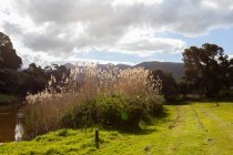 Tall reeds near Klein River, waters edge — Stock Photo