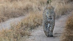Um leopardo macho, Panthera pardus, caminhando ao longo de uma pista de estrada, olhar direto — Fotografia de Stock
