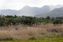 Cañas cerca de Klein River, Stanford, Western Cape, Sudáfrica - foto de stock
