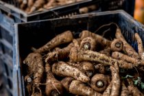 High angle close up of crate of freshly picked parsnips. — Stock Photo