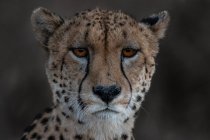 A portrait of a cheetah, Acinonyx jubatus, direct gaze, red eyes — Stock Photo