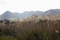 Canne alte vicino al fiume Klein, paesaggio montuoso — Foto stock