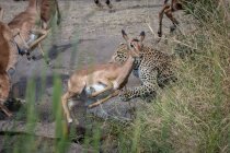 Un leopardo, Panthera pardus, che insegue un impala, Aepyceros melampus — Foto stock