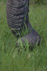 Un tronc d'éléphant, Loxodonta africana, enroulant autour de l'herbe — Photo de stock