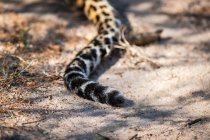 A cauda de um leopardo no chão, Panthera pardus — Fotografia de Stock