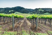 Landscape with vineyards in rural Sonoma. — Stock Photo