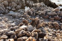 Niño explorando las rocas irregulares y piscinas de roca en la costa del Océano Atlántico, De Kelders, Cabo Occidental, Sudáfrica. - foto de stock