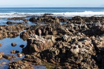 Una ragazzina che esplora le piscine rocciose sulla costa atlantica, De Kelders, Western Cape, Sud Africa. — Foto stock