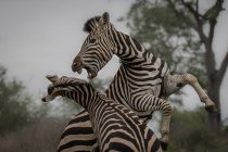 Zwei Zebras, Equus quagga, erheben sich auf ihren Hinterbeinen und kämpfen — Stockfoto