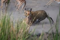Un leopardo, Panthera pardus, persiguiendo un impala, Aepyceros melampus - foto de stock