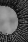 Le tronc d'un éléphant, Loxodonta africana, en noir et blanc — Photo de stock