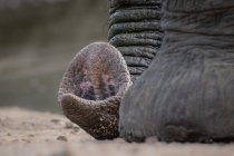El extremo de un trompa de elefante, Loxodonta africana, descansando en el suelo - foto de stock