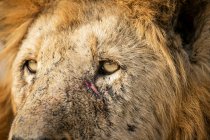 Um retrato de perto de um leão macho, Panthera leo, mostrando arranhões no rosto. — Fotografia de Stock