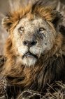 Un retrato de un león macho, Panthera leo, mostrando arañazos en la cara. - foto de stock
