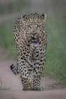 Un leopardo maschio, Panthera pardus, camminando verso la macchina fotografica, sguardo diretto, ringhiante — Foto stock