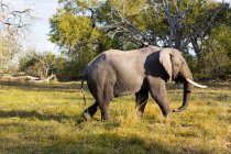 Um elefante com presas a atravessar prados — Fotografia de Stock