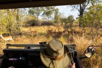 Un guía de safari en un sombrero de arbusto al volante de un jeep mirando un pequeño grupo de impala cerca - foto de stock