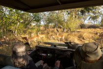 A safari guide in a bush hat at the wheel of a jeep watching a small group of impala close by — Stock Photo