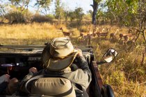 Um guia de safári em um chapéu de arbusto ao volante de um jipe observando um pequeno grupo de impala por perto — Fotografia de Stock