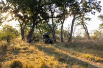Un veicolo safari che si muove tra gli alberi lungo una pista all'alba. — Foto stock