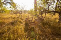Un piccolo gruppo di impala al sole del mattino presto, all'ombra di un albero. — Foto stock