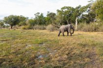 Ein Elefant watet durch Sümpfe in einem Naturschutzgebiet. — Stockfoto