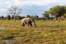 An elephant wading through marshes in open space in a wildlife reserve. — Stock Photo