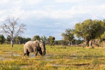 An elephant wading through marshes in open space in a wildlife reserve. — Stock Photo