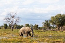 Un elefante vadeando a través de pantanos en el espacio abierto en una reserva de vida silvestre. - foto de stock