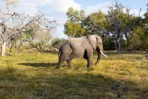Слон з биками, що ходять по луках — стокове фото