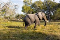 An elephant with tusks walking across grassland — Stock Photo