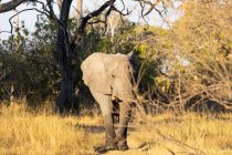 Un solo animal, loxodonta africanus, un elefante africano maduro. - foto de stock