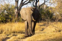 Un singolo animale, loxodonta africanus, un elefante africano maturo. — Foto stock