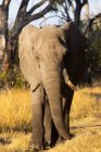 Um único animal, loxodonta africanus, um elefante africano maduro. — Fotografia de Stock