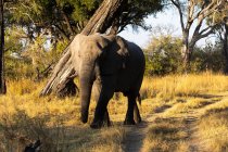 Un seul animal, loxodonta africanus, un éléphant d'Afrique mature. — Photo de stock