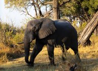 Ein einziges Tier, loxodonta africanus, ein ausgewachsener afrikanischer Elefant. — Stockfoto
