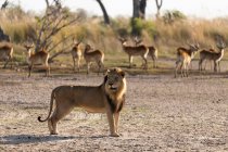 Un lion mâle debout à une distance d'un troupeau d'impala tôt le matin — Photo de stock