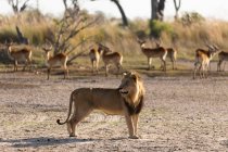 Um leão macho de pé a uma distância de um rebanho de impala no início da manhã — Fotografia de Stock